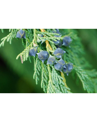 Кипарисовик нутканський Пендула | Chamaecyparis nootkatensis Pendula | Кипарисовик нутканский Пендула