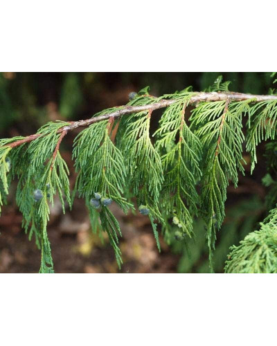 Кипарисовик нутканський Пендула | Chamaecyparis nootkatensis Pendula | Кипарисовик нутканский Пендула