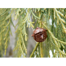 Кипарисовик нутканський Пендула | Chamaecyparis nootkatensis Pendula | Кипарисовик нутканский Пендула