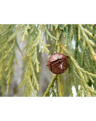 Кипарисовик нутканський Пендула | Chamaecyparis nootkatensis Pendula | Кипарисовик нутканский Пендула