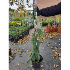 Кипарисовик нутканський Пендула | Chamaecyparis nootkatensis Pendula | Кипарисовик нутканский Пендула