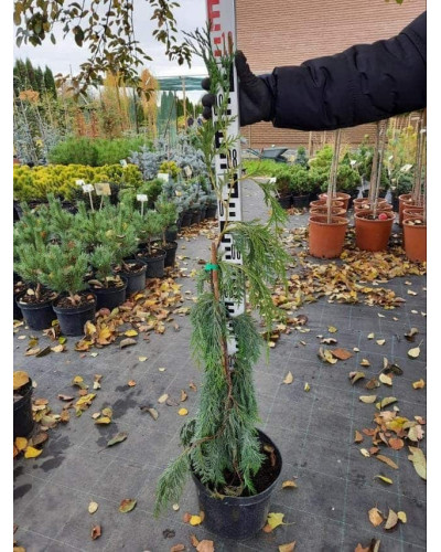 Кипарисовик нутканський Пендула | Chamaecyparis nootkatensis Pendula | Кипарисовик нутканский Пендула