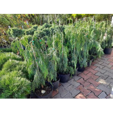 Кипарисовик нутканський Пендула | Chamaecyparis nootkatensis Pendula | Кипарисовик нутканский Пендула