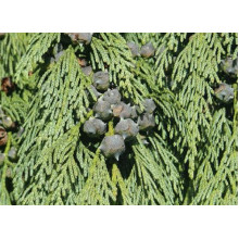 Кипарисовик нутканський Пендула | Chamaecyparis nootkatensis Pendula | Кипарисовик нутканский Пендула