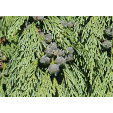 Кипарисовик нутканський Пендула | Chamaecyparis nootkatensis Pendula | Кипарисовик нутканский Пендула