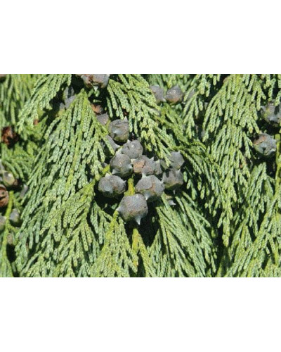 Кипарисовик нутканський Пендула | Chamaecyparis nootkatensis Pendula | Кипарисовик нутканский Пендула