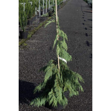Кипарисовик нутканський Пендула | Chamaecyparis nootkatensis Pendula | Кипарисовик нутканский Пендула