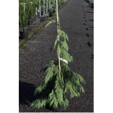 Кипарисовик нутканський Пендула | Chamaecyparis nootkatensis Pendula | Кипарисовик нутканский Пендула