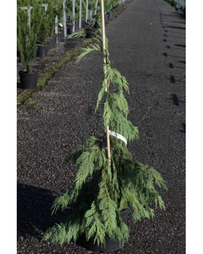 Кипарисовик нутканський Пендула | Chamaecyparis nootkatensis Pendula | Кипарисовик нутканский Пендула