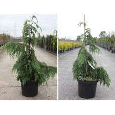 Кипарисовик нутканський Пендула | Chamaecyparis nootkatensis Pendula | Кипарисовик нутканский Пендула