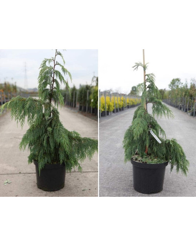 Кипарисовик нутканський Пендула | Chamaecyparis nootkatensis Pendula | Кипарисовик нутканский Пендула