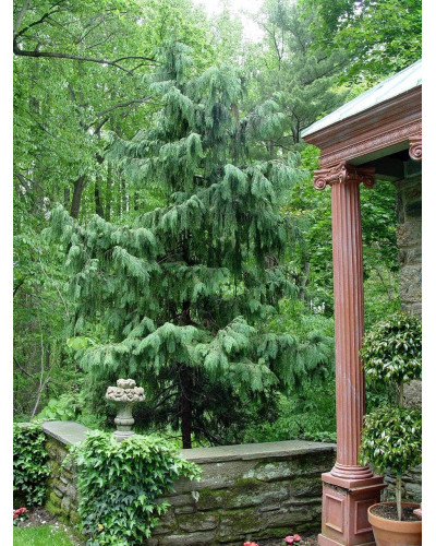 Кипарисовик нутканський Пендула | Chamaecyparis nootkatensis Pendula | Кипарисовик нутканский Пендула
