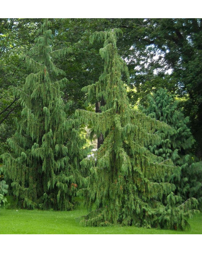 Кипарисовик нутканський Пендула | Chamaecyparis nootkatensis Pendula | Кипарисовик нутканский Пендула