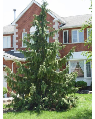Кипарисовик нутканський Пендула | Chamaecyparis nootkatensis Pendula | Кипарисовик нутканский Пендула