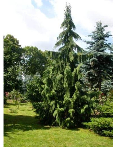 Кипарисовик нутканський Пендула | Chamaecyparis nootkatensis Pendula | Кипарисовик нутканский Пендула