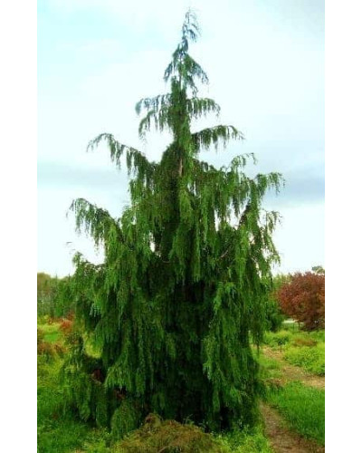 Кипарисовик нутканський Пендула | Chamaecyparis nootkatensis Pendula | Кипарисовик нутканский Пендула