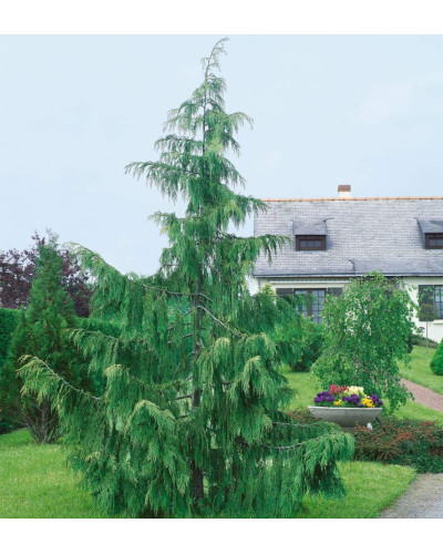 Кипарисовик нутканський Пендула | Chamaecyparis nootkatensis Pendula | Кипарисовик нутканский Пендула