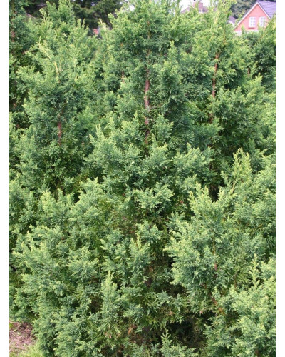 Кипарисовик туполистий Драс / Драхт | Chamaecyparis obtusa Drath | Кипарисовик туполистый Драс / Драхт