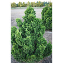Кипарисовик туполистий Нана Грациліс | Chamaecyparis obtusa Nana Gracilis | Кипарисовик туполистный Нана Грацилис
