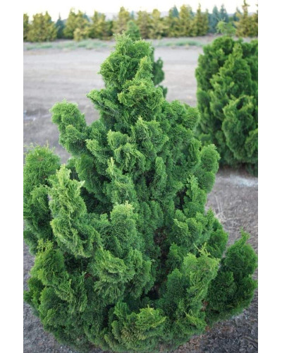 Кипарисовик туполистий Нана Грациліс | Chamaecyparis obtusa Nana Gracilis | Кипарисовик туполистный Нана Грацилис