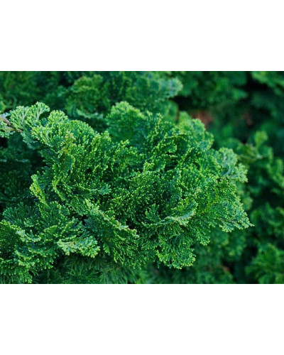 Кипарисовик туполистий Нана Грациліс | Chamaecyparis obtusa Nana Gracilis | Кипарисовик туполистный Нана Грацилис
