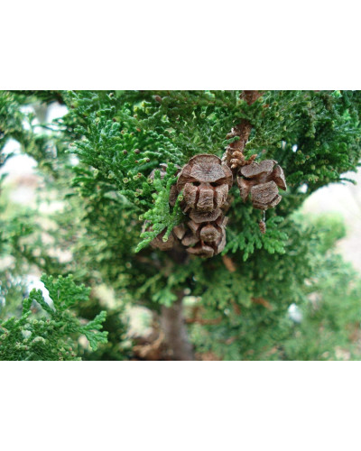 Кипарисовик туполистий Нана Грациліс | Chamaecyparis obtusa Nana Gracilis | Кипарисовик туполистный Нана Грацилис