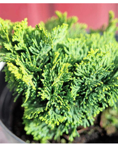 Кипарисовик туполистий Нана Грациліс | Chamaecyparis obtusa Nana Gracilis | Кипарисовик туполистный Нана Грацилис