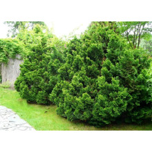 Кипарисовик туполистий Нана Грациліс | Chamaecyparis obtusa Nana Gracilis | Кипарисовик туполистный Нана Грацилис