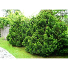 Кипарисовик туполистий Нана Грациліс | Chamaecyparis obtusa Nana Gracilis | Кипарисовик туполистный Нана Грацилис