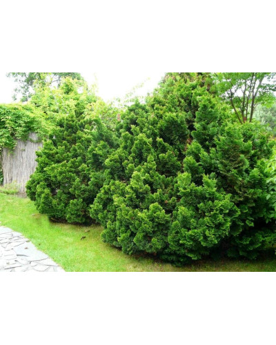 Кипарисовик туполистий Нана Грациліс | Chamaecyparis obtusa Nana Gracilis | Кипарисовик туполистный Нана Грацилис