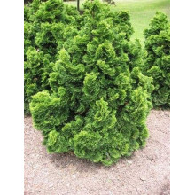 Кипарисовик туполистий Нана Грациліс | Chamaecyparis obtusa Nana Gracilis | Кипарисовик туполистный Нана Грацилис