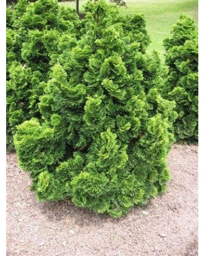 Кипарисовик туполистий Нана Грациліс | Chamaecyparis obtusa Nana Gracilis | Кипарисовик туполистный Нана Грацилис