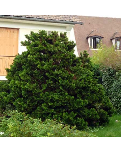 Кипарисовик туполистий Нана Грациліс | Chamaecyparis obtusa Nana Gracilis | Кипарисовик туполистный Нана Грацилис