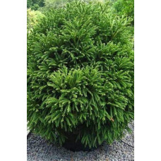 Криптомерія японська Вілморініана | Cryptomeria japonica Vilmoriniana | Криптомерия японская Вилмориниана