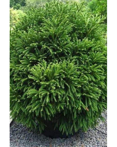 Криптомерія японська Вілморініана | Cryptomeria japonica Vilmoriniana | Криптомерия японская Вилмориниана