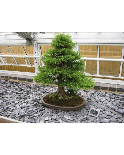 Криптомерія японська Вілморініана | Cryptomeria japonica Vilmoriniana | Криптомерия японская Вилмориниана