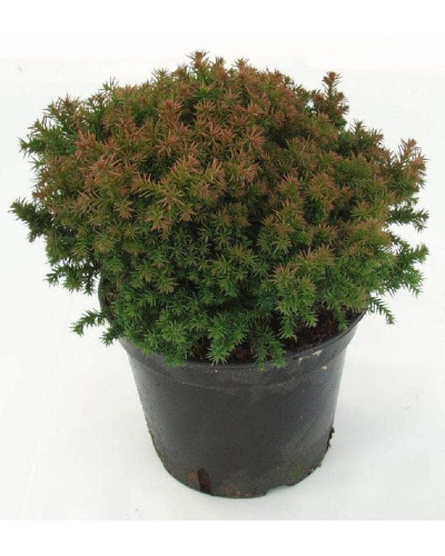 Криптомерія японська Вілморініана | Cryptomeria japonica Vilmoriniana | Криптомерия японская Вилмориниана