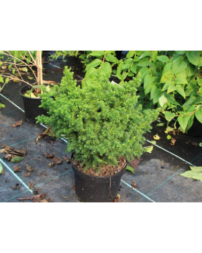 Криптомерія японська Вілморініана | Cryptomeria japonica Vilmoriniana | Криптомерия японская Вилмориниана