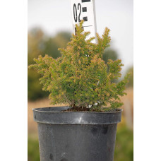 Криптомерія японська Вілморініана | Cryptomeria japonica Vilmoriniana | Криптомерия японская Вилмориниана