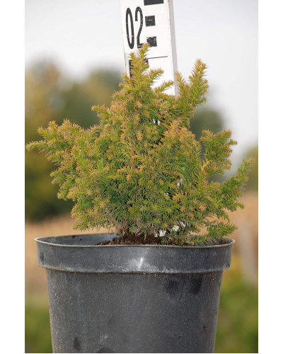 Криптомерія японська Вілморініана | Cryptomeria japonica Vilmoriniana | Криптомерия японская Вилмориниана