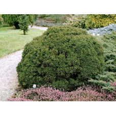 Криптомерія японська Вілморініана | Cryptomeria japonica Vilmoriniana | Криптомерия японская Вилмориниана