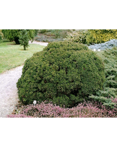Криптомерія японська Вілморініана | Cryptomeria japonica Vilmoriniana | Криптомерия японская Вилмориниана