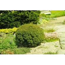 Криптомерія японська Вілморініана | Cryptomeria japonica Vilmoriniana | Криптомерия японская Вилмориниана