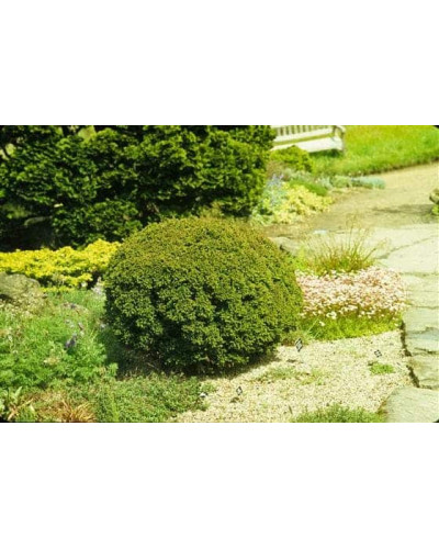 Криптомерія японська Вілморініана | Cryptomeria japonica Vilmoriniana | Криптомерия японская Вилмориниана