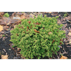 Криптомерія японська Вілморініана | Cryptomeria japonica Vilmoriniana | Криптомерия японская Вилмориниана