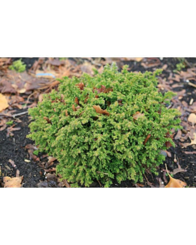 Криптомерія японська Вілморініана | Cryptomeria japonica Vilmoriniana | Криптомерия японская Вилмориниана