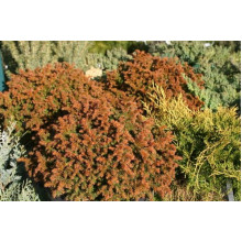 Криптомерія японська Вілморініана | Cryptomeria japonica Vilmoriniana | Криптомерия японская Вилмориниана