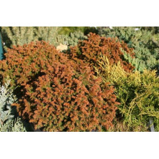 Криптомерія японська Вілморініана | Cryptomeria japonica Vilmoriniana | Криптомерия японская Вилмориниана