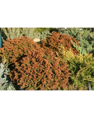 Криптомерія японська Вілморініана | Cryptomeria japonica Vilmoriniana | Криптомерия японская Вилмориниана