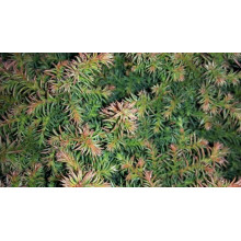 Криптомерія японська Вілморініана | Cryptomeria japonica Vilmoriniana | Криптомерия японская Вилмориниана